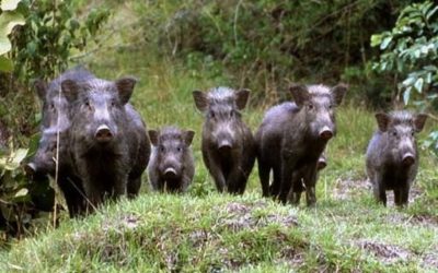 FAUNA SELVATICA: UIL FPL, URGENTE OMOGENEIZZAZIONE DEGLI INTERVENTI
